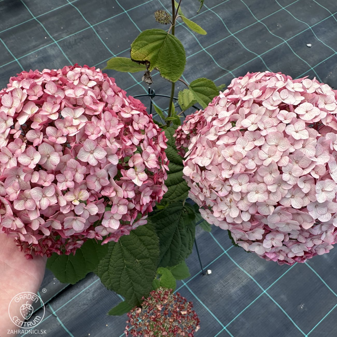Obrázok Hortenzia stromčekovitá (Hydrangea arborescens) ´CANDYBELLE® BUBBLEGUM´ - výška 50-60 cm, kont. C2L